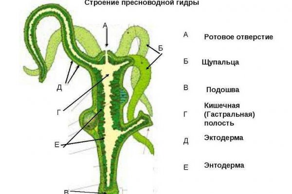 Kraken домен